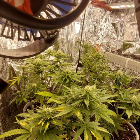 Cali (von privat,Strain unbekannt)-[first grow] growlog timeline photo