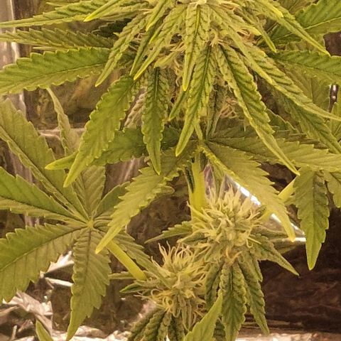 Cali (von privat,Strain unbekannt)-[first grow] growlog timeline photo