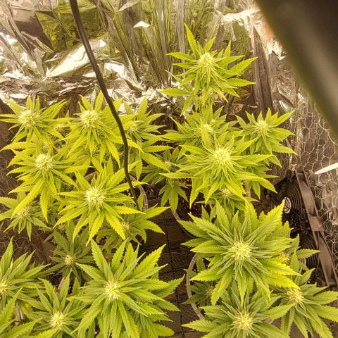 Cali (von privat,Strain unbekannt)-[first grow] growlog timeline photo