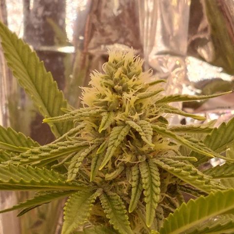 Cali (von privat,Strain unbekannt)-[first grow] growlog timeline photo