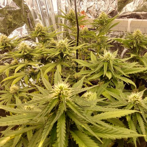 Cali (von privat,Strain unbekannt)-[first grow] growlog timeline photo