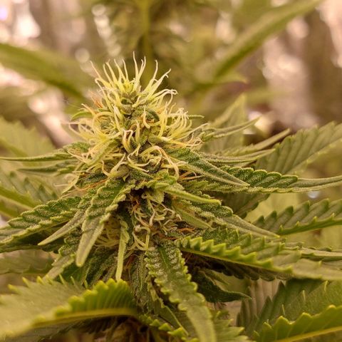 Cali (von privat,Strain unbekannt)-[first grow] growlog timeline photo