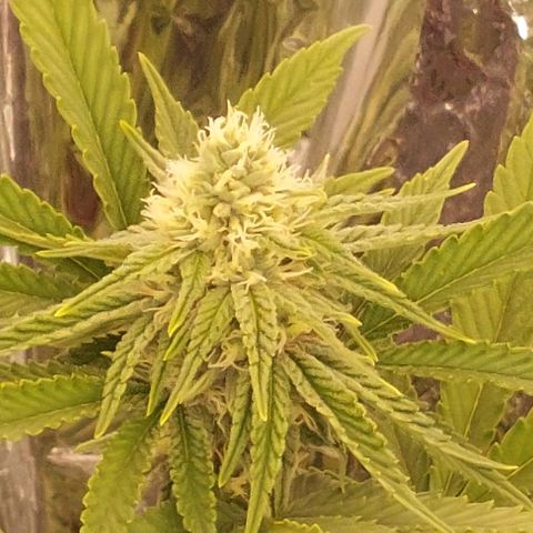 Cali (von privat,Strain unbekannt)-[first grow] growlog timeline photo
