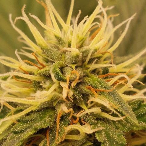 Cali (von privat,Strain unbekannt)-[first grow] growlog timeline photo