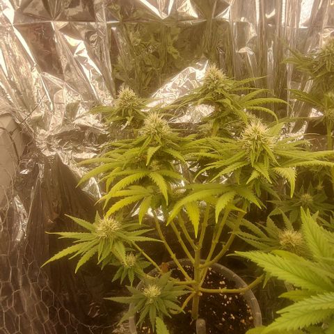 Cali (von privat,Strain unbekannt)-[first grow] growlog photo: A1