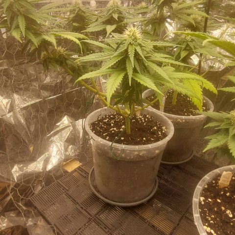 Cali (von privat,Strain unbekannt)-[first grow] growlog photo: B1