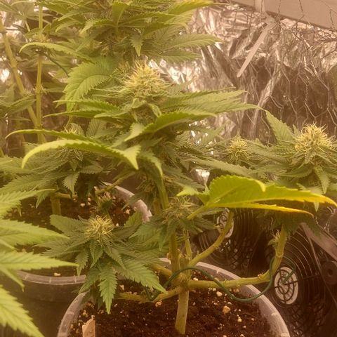 Cali (von privat,Strain unbekannt)-[first grow] growlog photo: B2