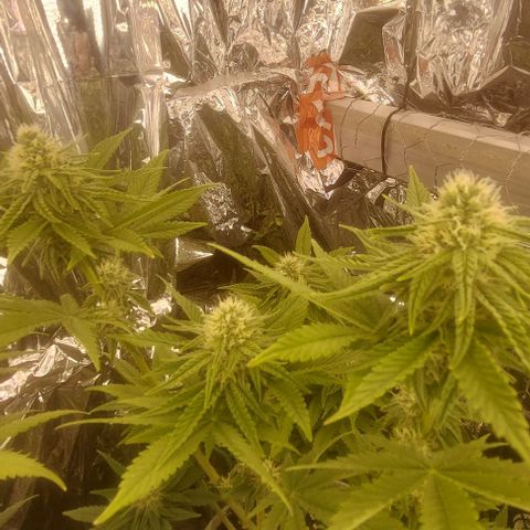 Cali (von privat,Strain unbekannt)-[first grow] growlog photo: A2