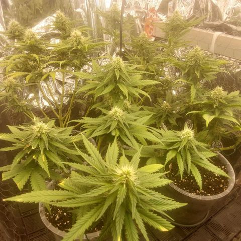 Cali (von privat,Strain unbekannt)-[first grow] growlog timeline photo