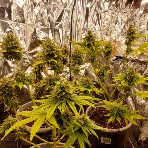 Cali (von privat,Strain unbekannt)-[first grow] growlog timeline photo
