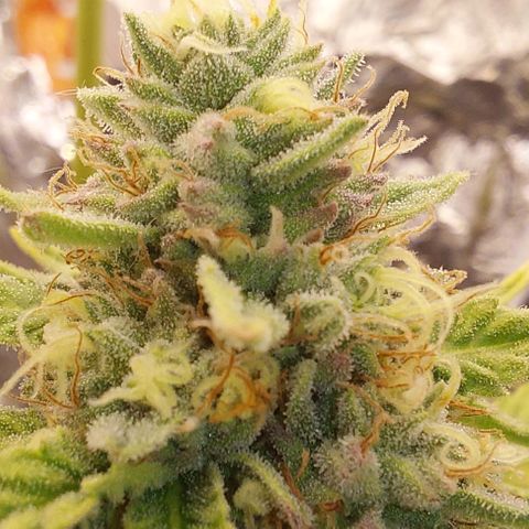Cali (von privat,Strain unbekannt)-[first grow] growlog timeline photo