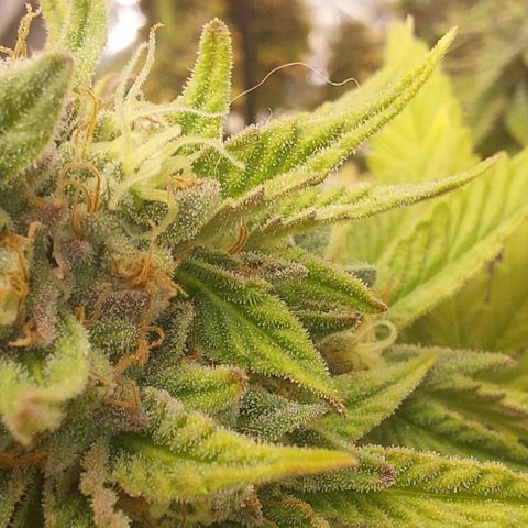 Cali (von privat,Strain unbekannt)-[first grow] growlog timeline photo