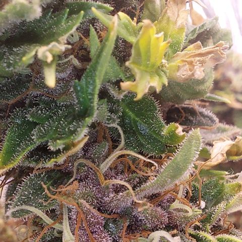 Cali (von privat,Strain unbekannt)-[first grow] growlog timeline photo