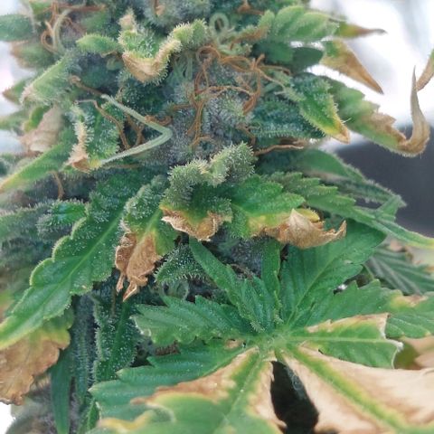 Cali (von privat,Strain unbekannt)-[first grow] growlog timeline photo