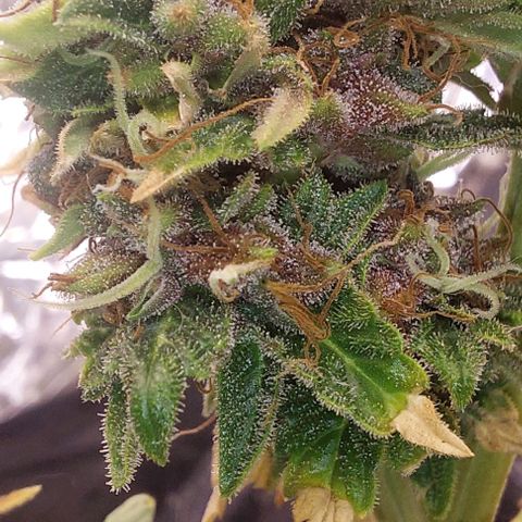 Cali (von privat,Strain unbekannt)-[first grow] growlog timeline photo