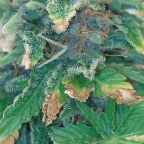 Cali (von privat,Strain unbekannt)-[first grow] growlog timeline photo