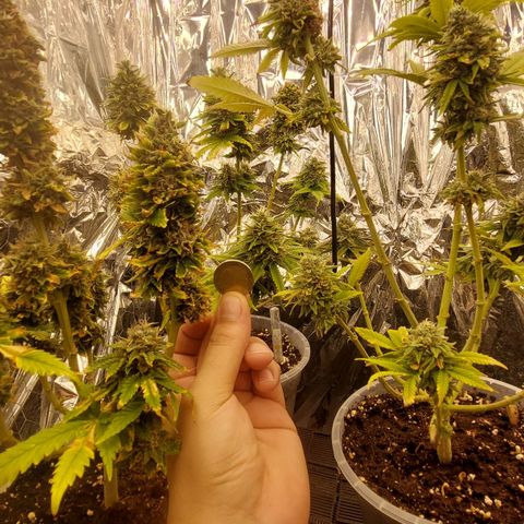 Cali (von privat,Strain unbekannt)-[first grow] growlog timeline photo