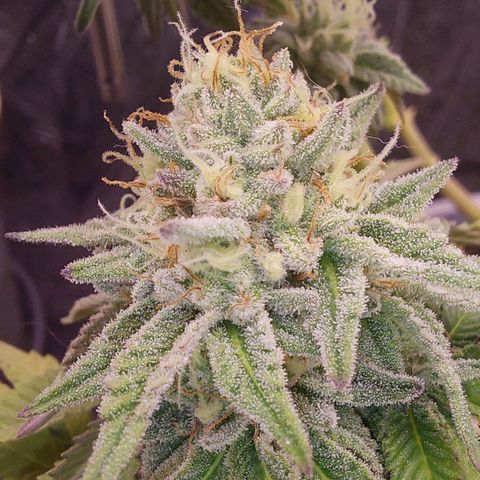 Cali (von privat,Strain unbekannt)-[first grow] growlog timeline photo