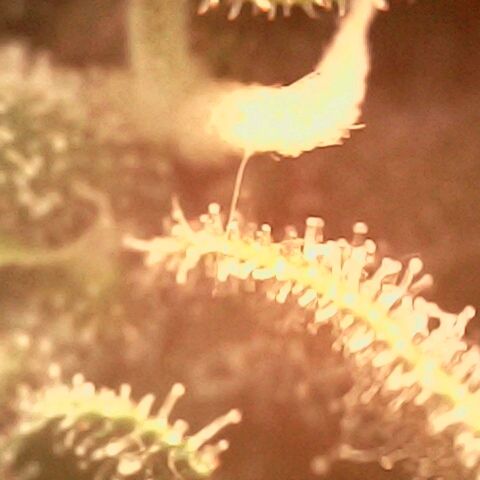 Cali (von privat,Strain unbekannt)-[first grow] growlog timeline photo