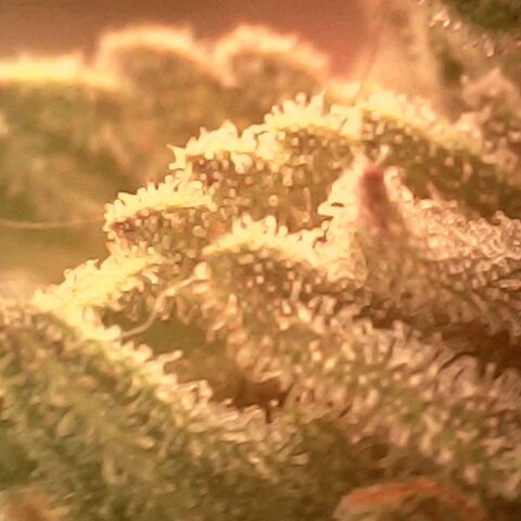 Cali (von privat,Strain unbekannt)-[first grow] growlog timeline photo