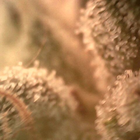 Cali (von privat,Strain unbekannt)-[first grow] growlog timeline photo