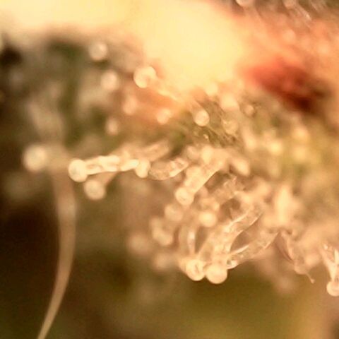Cali (von privat,Strain unbekannt)-[first grow] growlog timeline photo