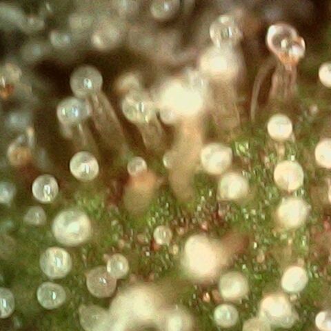 Cali (von privat,Strain unbekannt)-[first grow] growlog timeline photo
