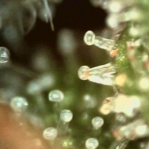 Cali (von privat,Strain unbekannt)-[first grow] growlog timeline photo