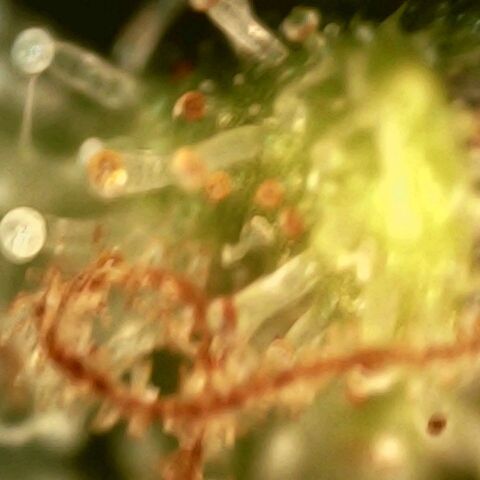 Cali (von privat,Strain unbekannt)-[first grow] growlog timeline photo