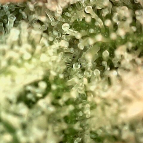 Cali (von privat,Strain unbekannt)-[first grow] growlog timeline photo