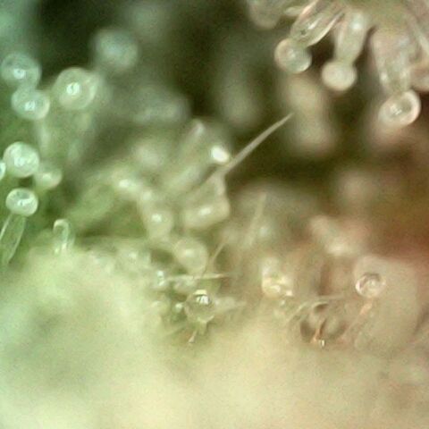 Cali (von privat,Strain unbekannt)-[first grow] growlog timeline photo