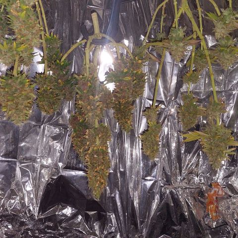 Cali (von privat,Strain unbekannt)-[first grow] growlog timeline photo