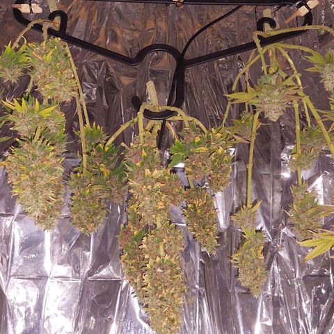 Cali (von privat,Strain unbekannt)-[first grow] growlog timeline photo