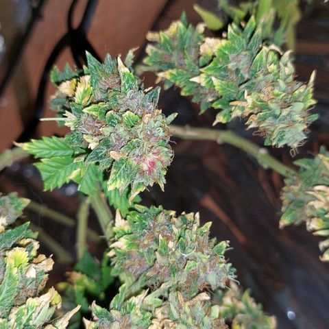 Cali (von privat,Strain unbekannt)-[first grow] growlog timeline photo