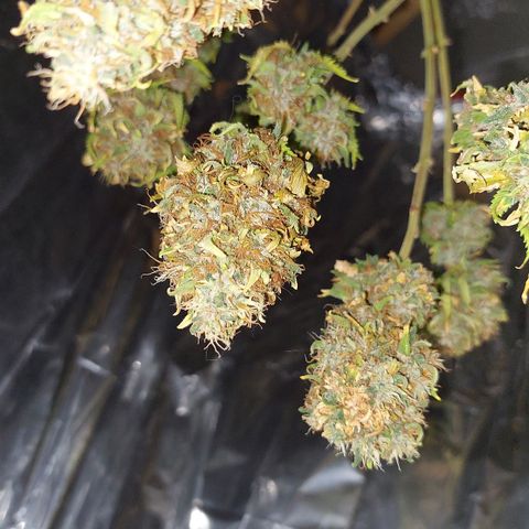 Cali (von privat,Strain unbekannt)-[first grow] growlog timeline photo