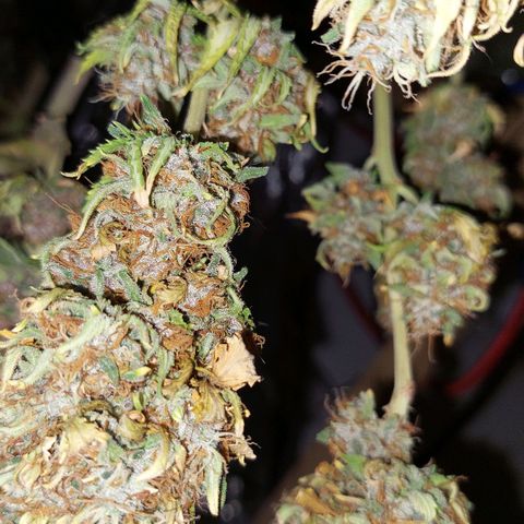 Cali (von privat,Strain unbekannt)-[first grow] growlog timeline photo