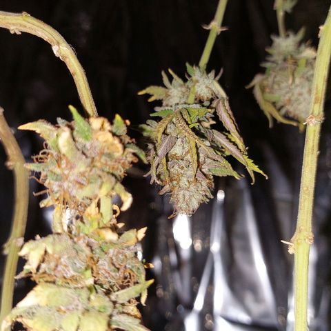 Cali (von privat,Strain unbekannt)-[first grow] growlog timeline photo