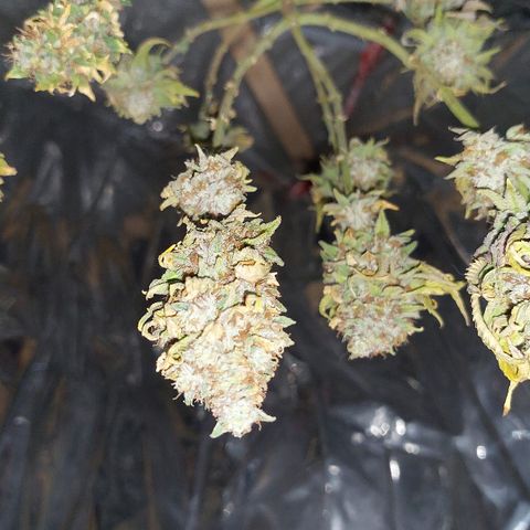Cali (von privat,Strain unbekannt)-[first grow] growlog timeline photo