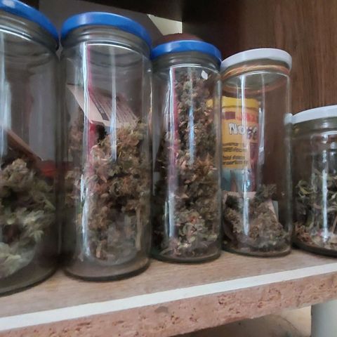 Cali (von privat,Strain unbekannt)-[first grow] growlog timeline photo