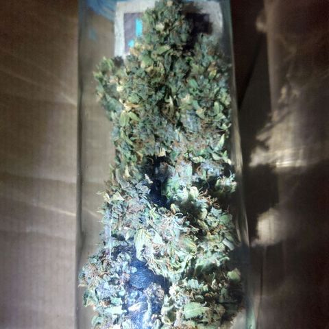 Cali (von privat,Strain unbekannt)-[first grow] growlog timeline photo