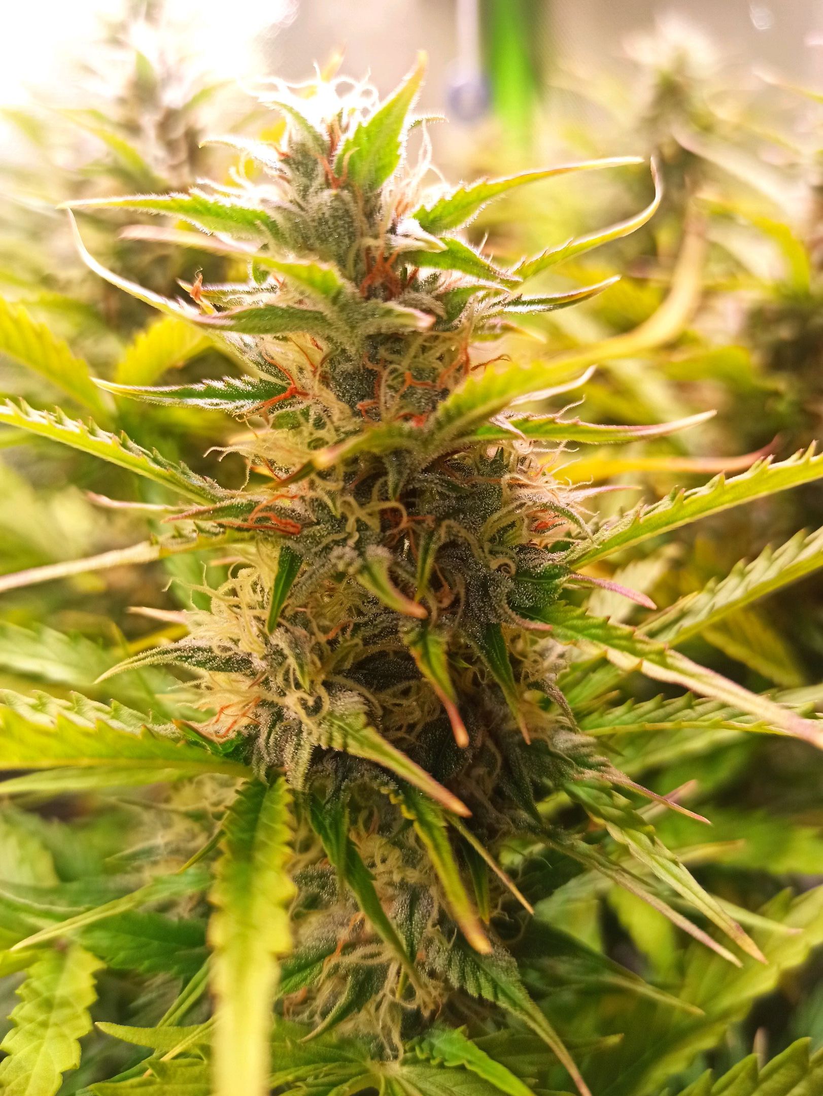 Lemon Haze Auto growlog header