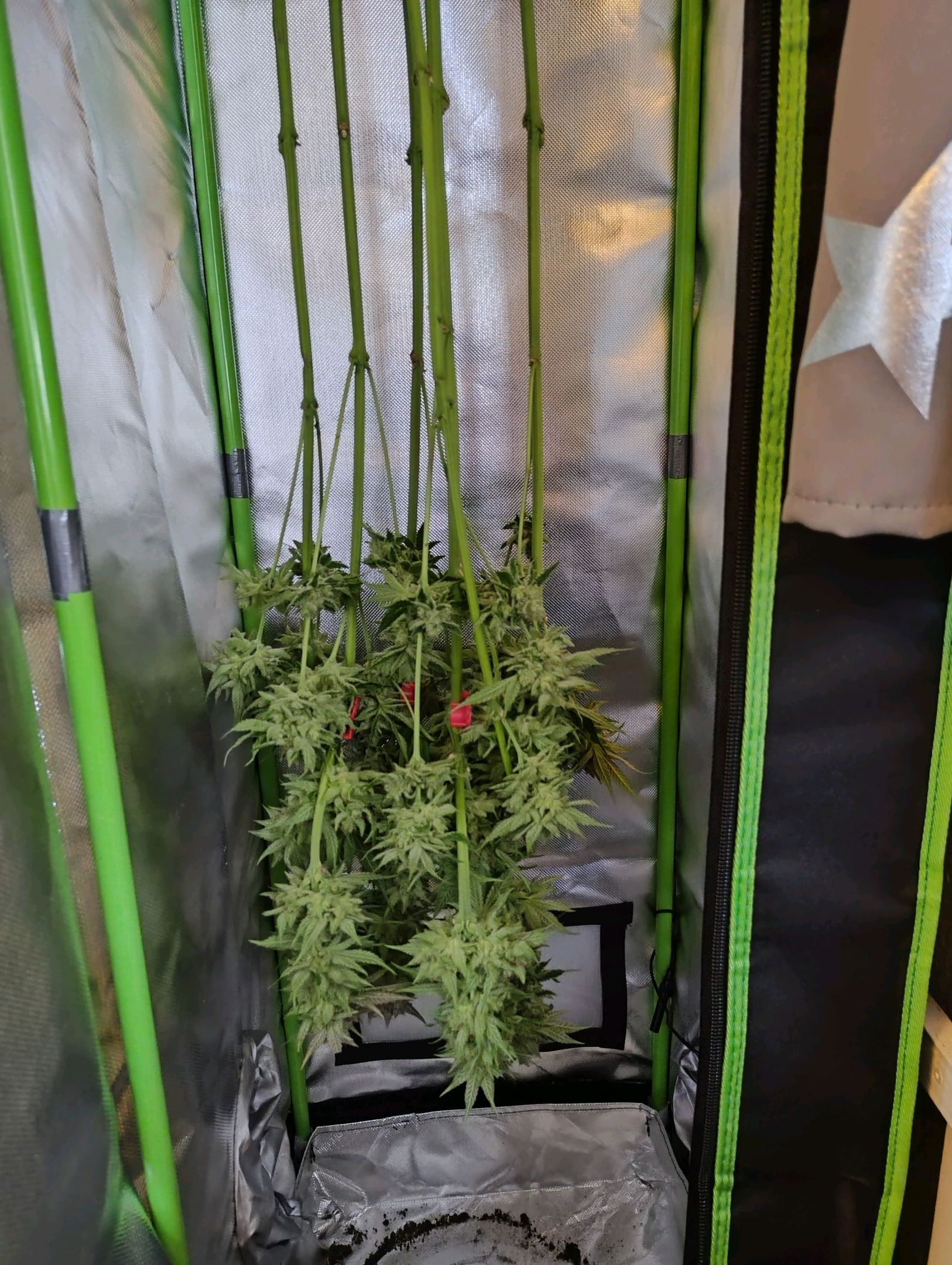 RQS Special Queen 1 growlog header