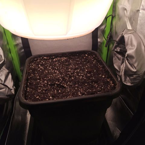 RQS Special Queen 1 growlog photo