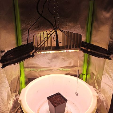 RQS Special Queen 1 growlog photo