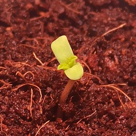 RQS Special Queen 1 growlog timeline photo