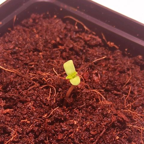 RQS Special Queen 1 growlog timeline photo