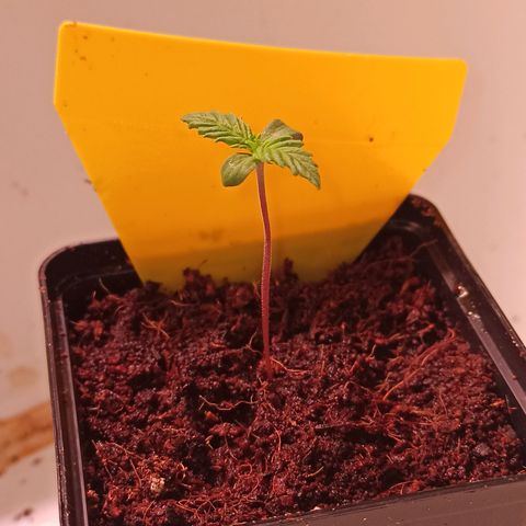 RQS Special Queen 1 growlog timeline photo