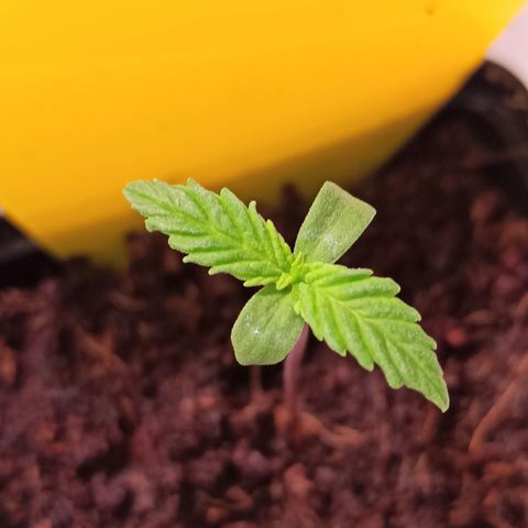 RQS Special Queen 1 growlog timeline photo