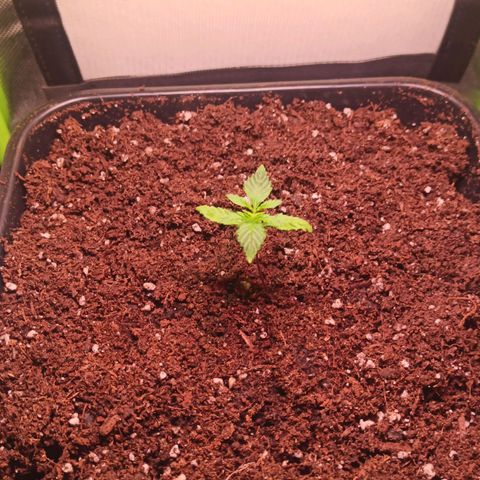 RQS Special Queen 1 growlog timeline photo