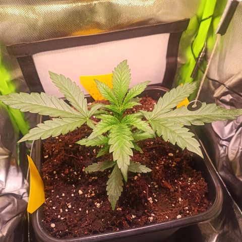 RQS Special Queen 1 growlog timeline photo